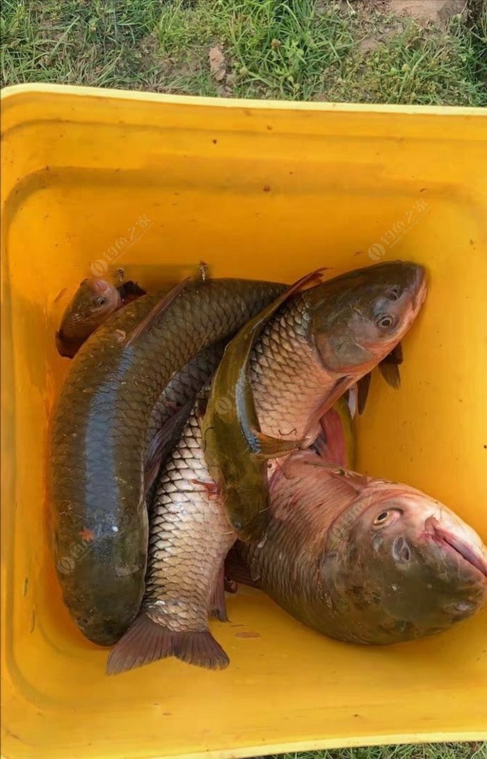 春夏釣草魚_春季釣草魚_春季釣草魚絕招