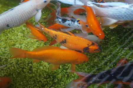 常吃的魚名字和圖片_魚名字大全圖片種類淡水_魚名字大全圖片常見