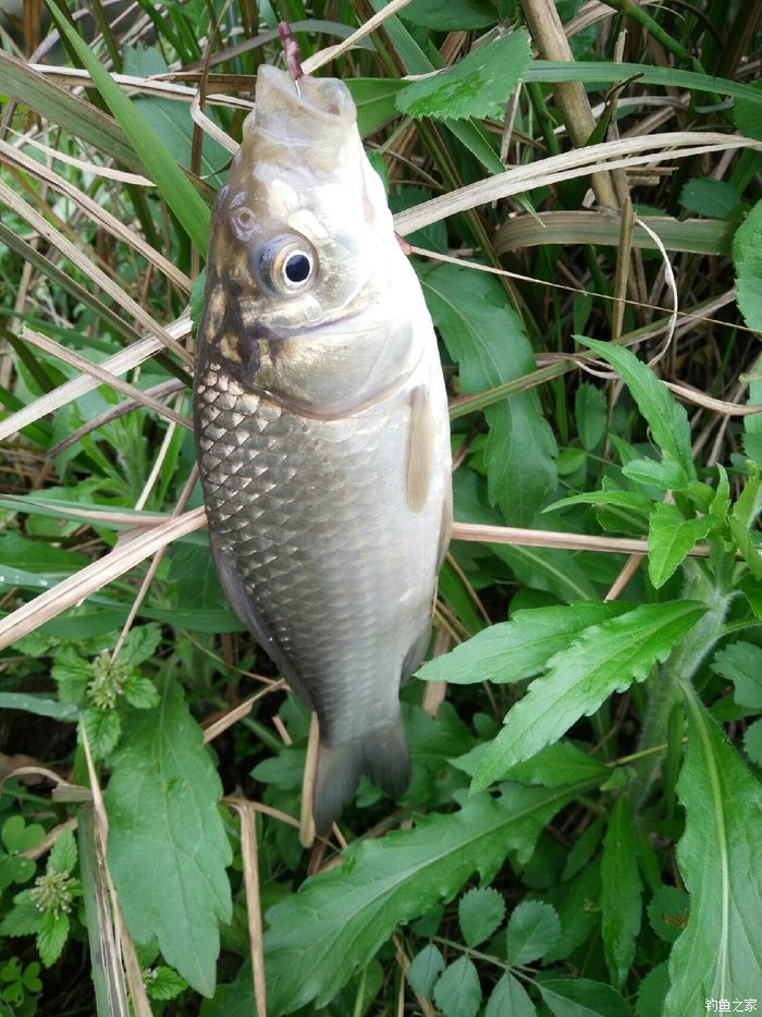 鯽魚野釣技巧_鯽魚野釣用什么餌料_野釣鯽魚