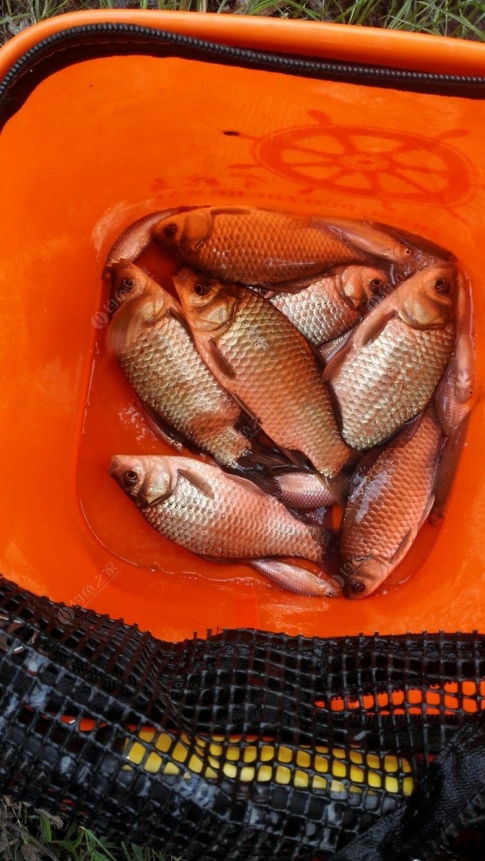 釣鯽魚用幾克鉛的浮漂比較好_釣鯽魚用幾號線和幾號鉤最合適_釣鯽魚