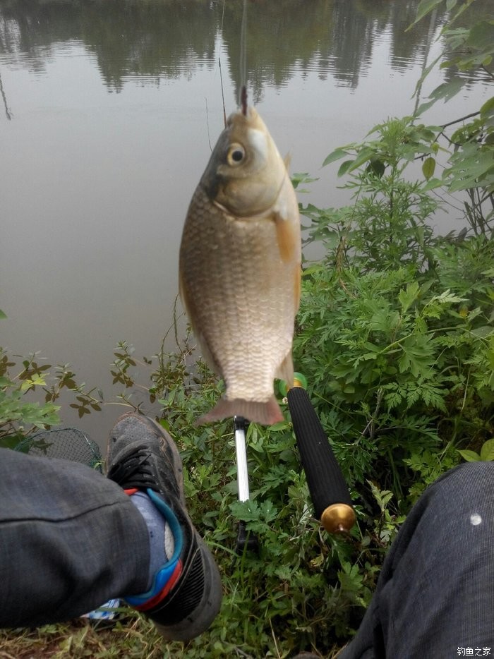 筏竿串鉤釣鯽魚技巧_釣鯽魚技巧教程_釣鯽魚技巧