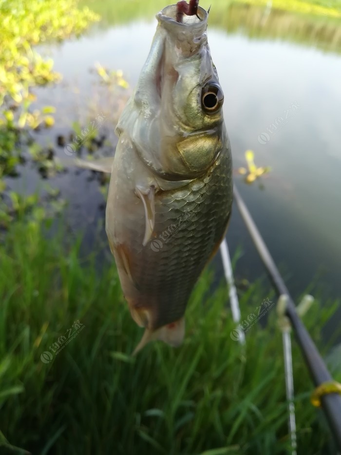 筏竿串鉤釣鯽魚技巧_釣鯽魚技巧教程_釣鯽魚技巧