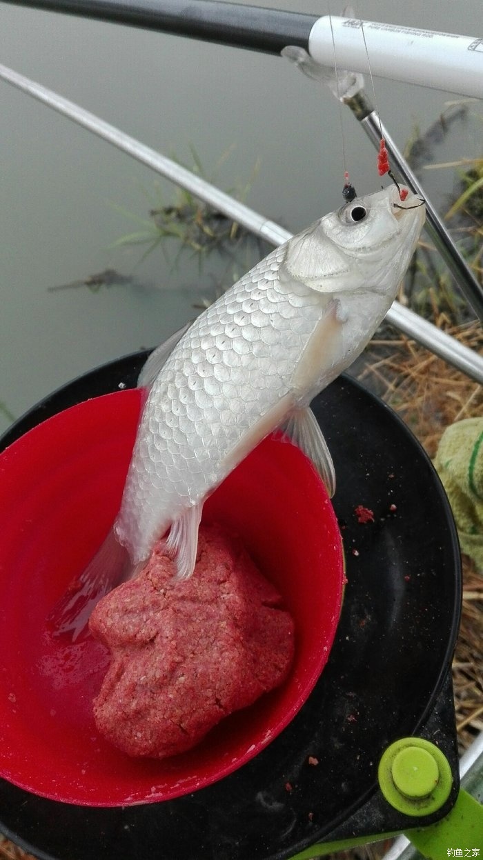 釣鯽魚技巧和方法_逗釣鯽魚手法及技巧_釣鯽魚技巧