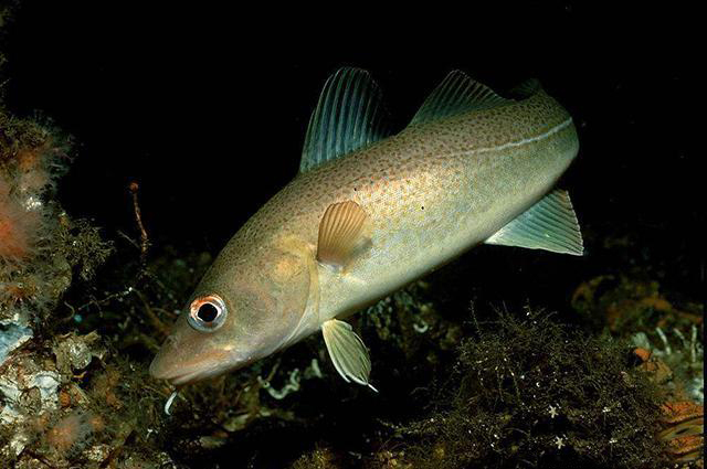 明太魚是海水魚嗎_明太魚是淡水魚么_明太魚是海魚還是淡水魚