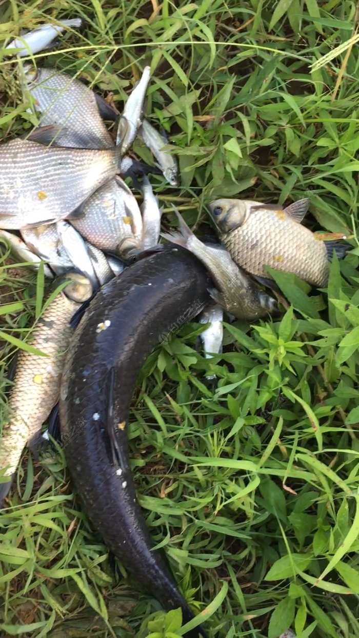 垂釣鯽魚_垂釣鯽魚批發_垂釣鯽魚用什么餌料