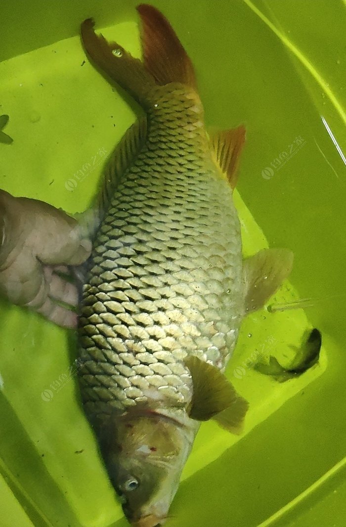 臺釣鯉魚_鯉魚臺釣竿_鯉魚臺釣竿十大名牌