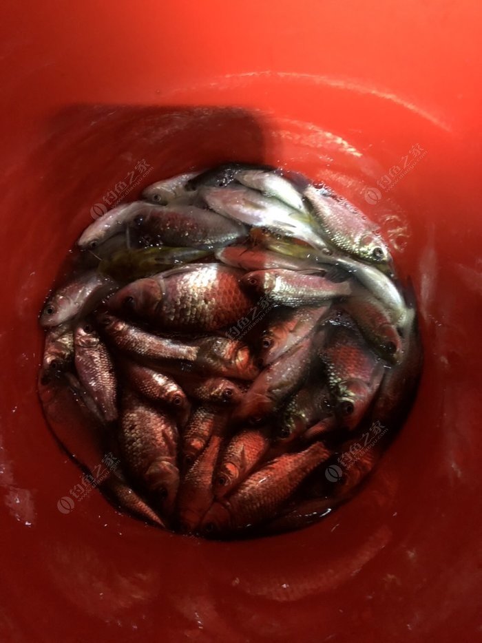 杭州市釣魚協會證怎么辦理_釣魚協會杭州分會會長_杭州釣魚協會