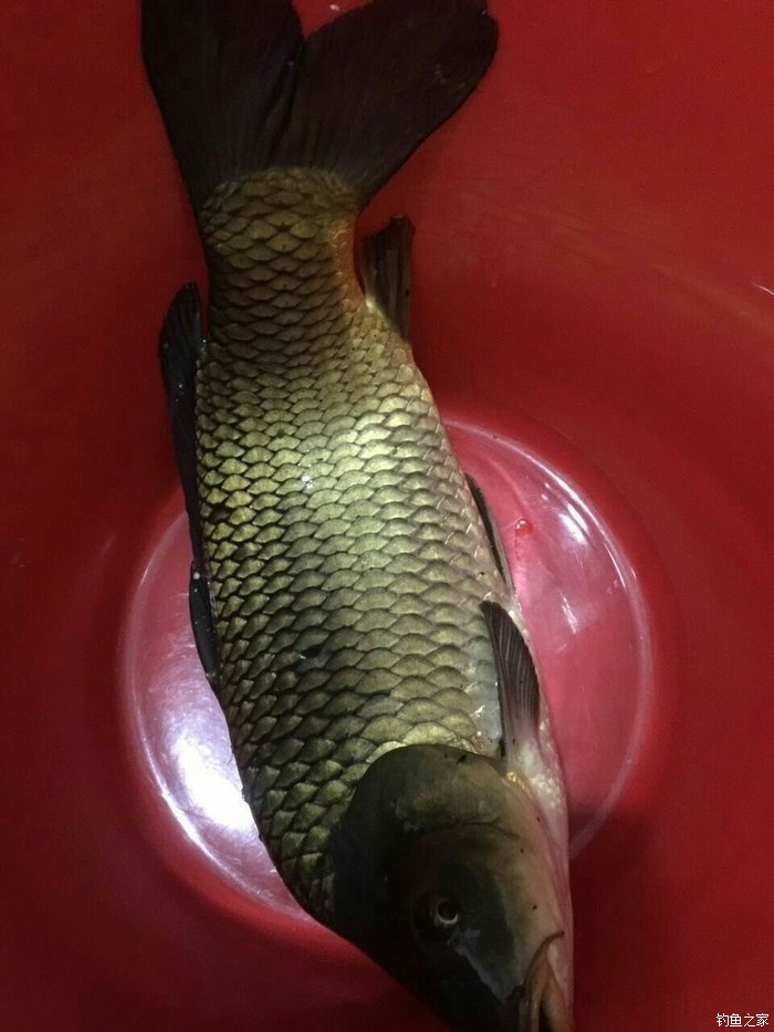 釣鯉魚秋天_釣鯉魚秋天用什么味型_秋釣鯉魚
