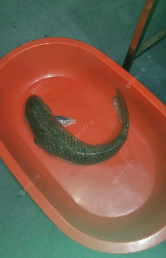 釣鯉魚秋天_釣鯉魚秋天用什么味型_秋釣鯉魚