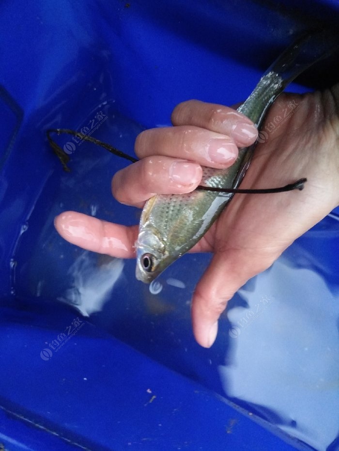 釣白條餌料魚好用串鉤還是雙鉤_串鉤釣白條魚用什么餌料最好_釣白條餌料魚好用串鉤嗎