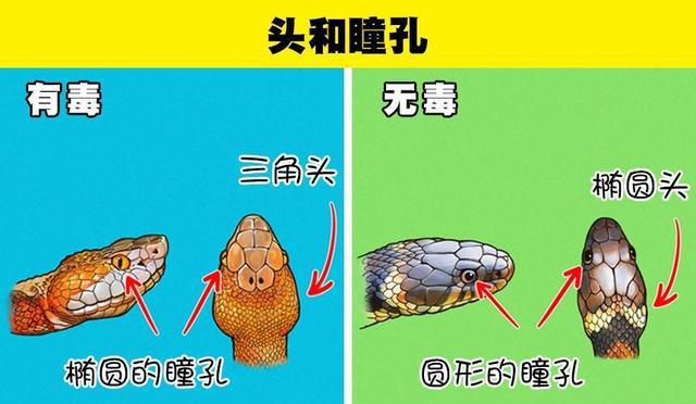 繡花脊熟若蟹怎么吃_繡花蟹脊熟若蟹_繡花脊熟若蟹