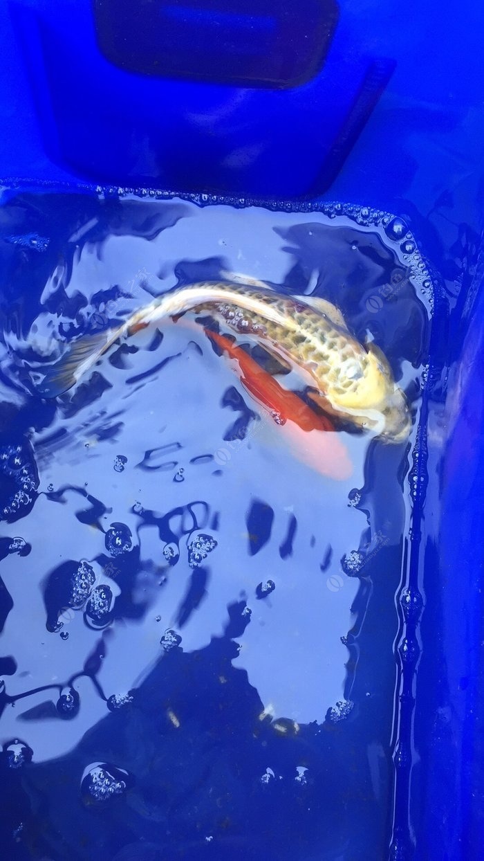 鯉魚放生會破壞生態嗎_鯉魚放生有什么意義_放生鯉魚的好處