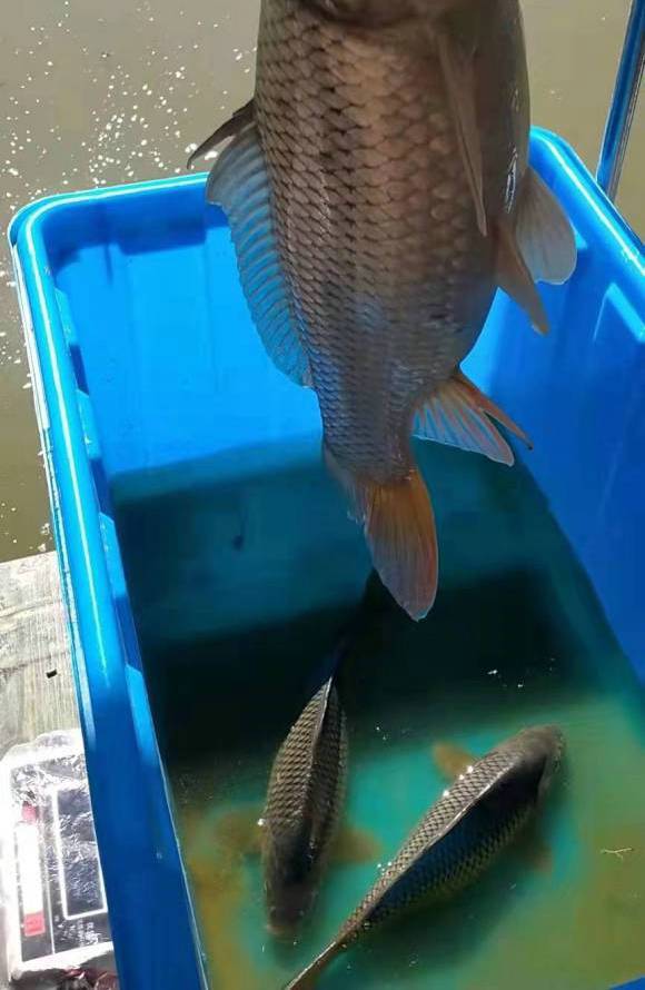 鯉魚放生會破壞生態嗎_放生鯉魚的好處_鯉魚放生有什么意義
