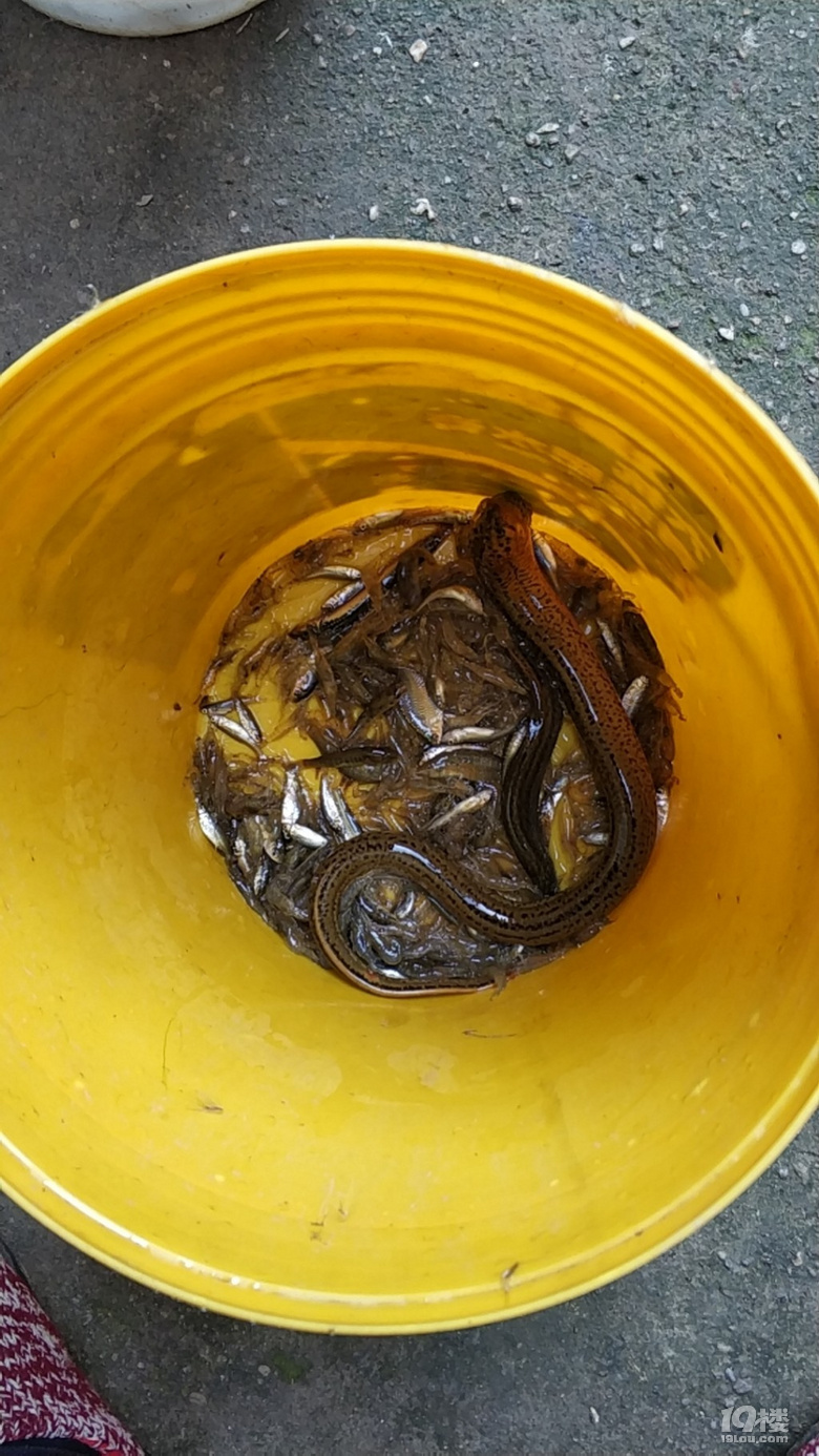 泥鰍黃鱔是魚類嗎_黃鱔和泥鰍是魚類嗎_泥鰍黃鱔魚類是什么動物