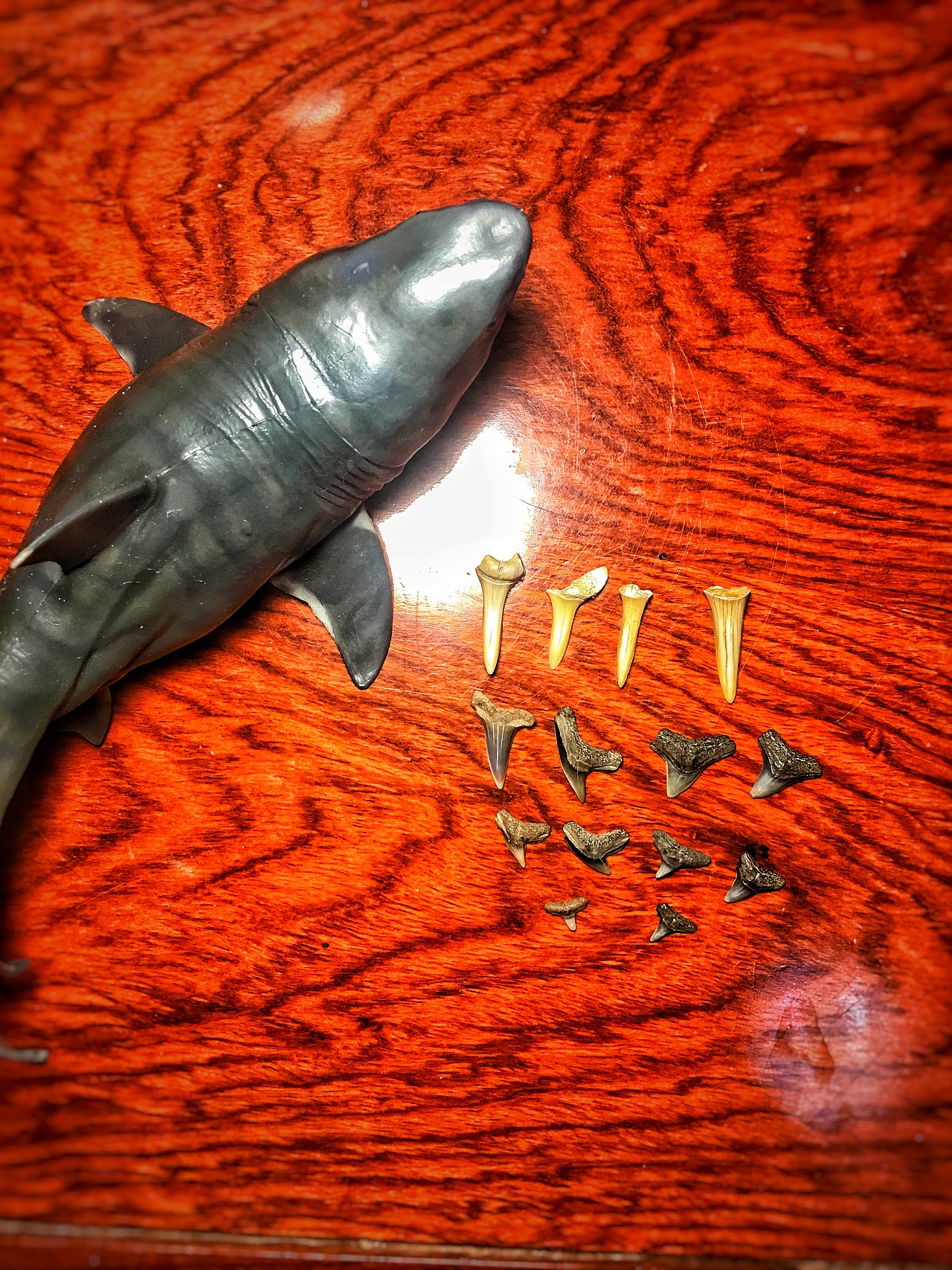 世界上最小的鯊魚_世界上有幾種鯊魚的短視頻_世界上的小鯊魚