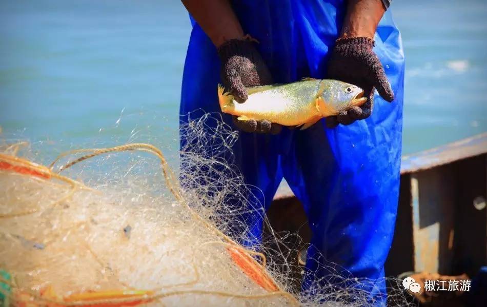 昂貴的黃魚_貴的黃魚_大黃魚為什么那么貴