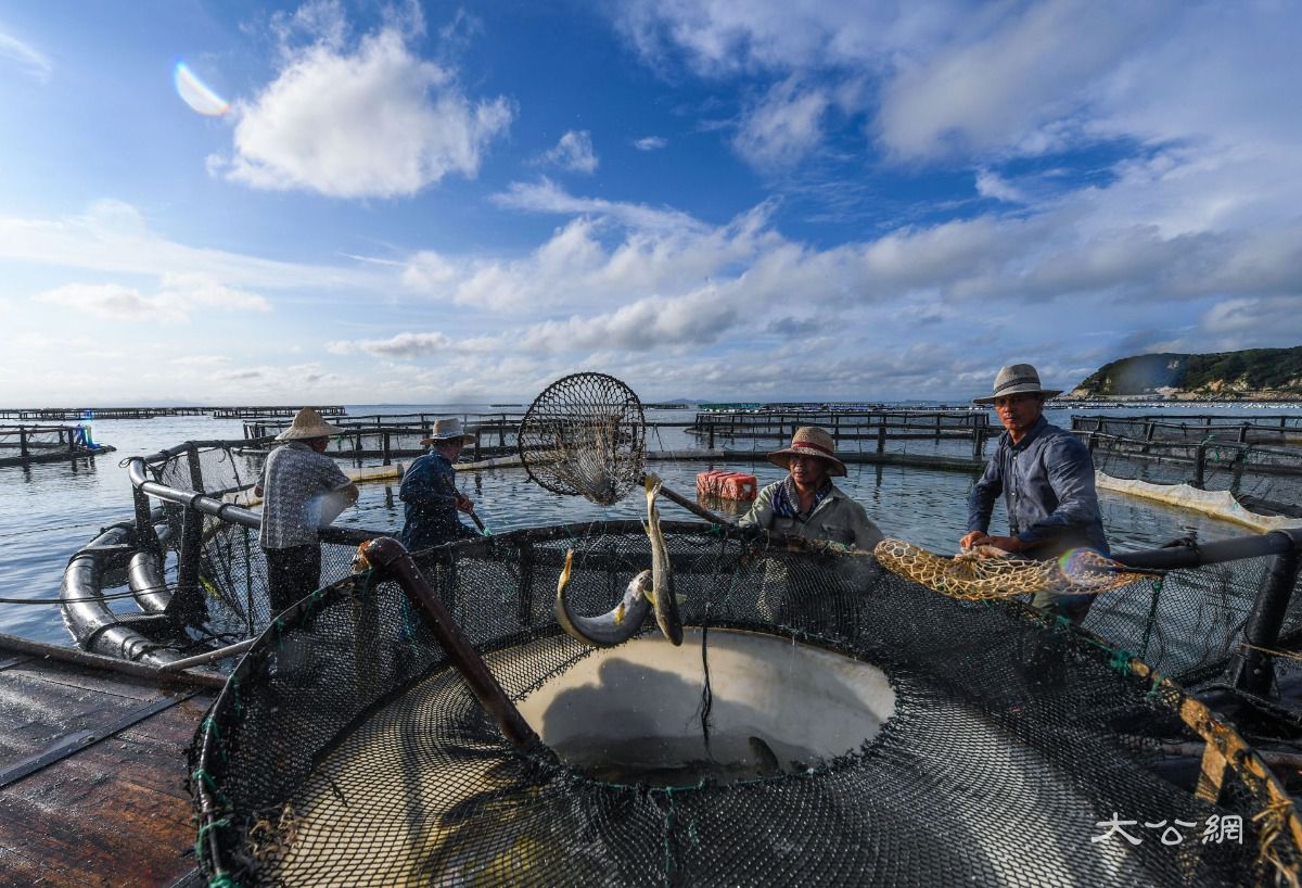大黃魚為什么那么貴_昂貴的黃魚_貴的黃魚