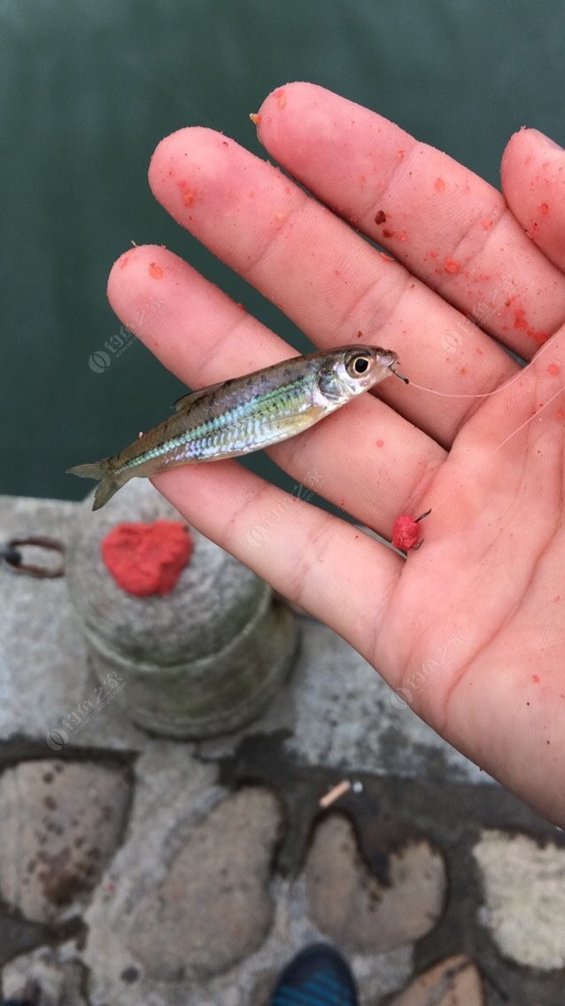 磯釣線組怎么綁_磯釣線組搭配技巧及注意事項_磯釣怎么選擇線組搭配