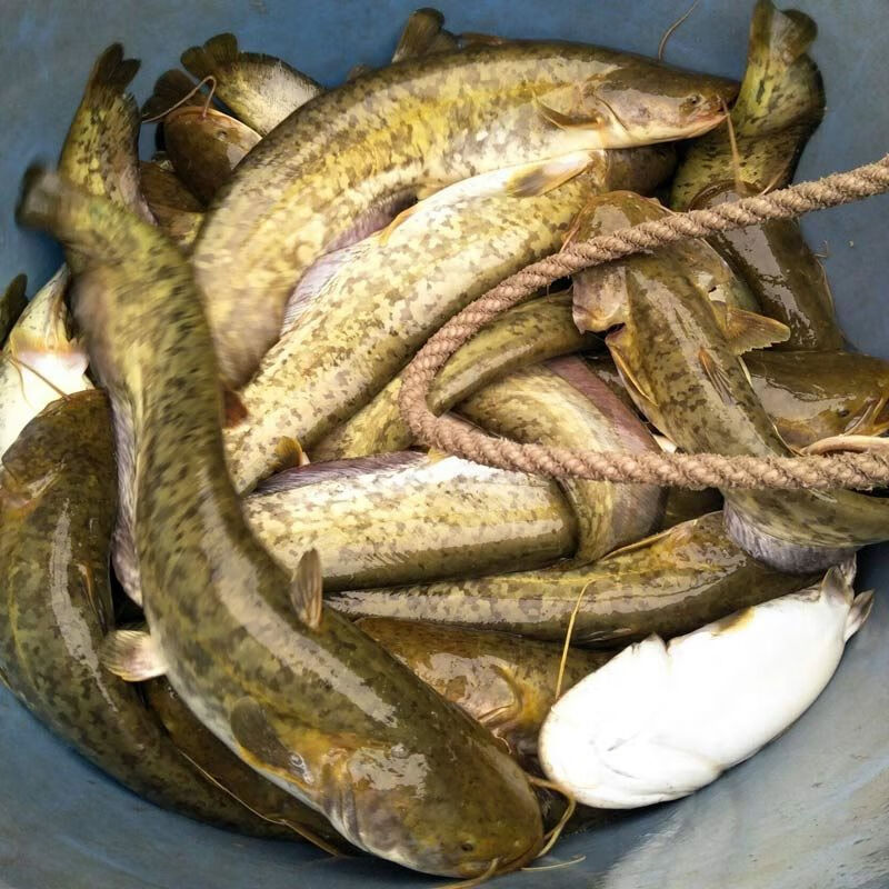 大頭鯰魚和大口鯰魚_六須鯰魚和八須鯰魚_鯰魚多少錢一斤