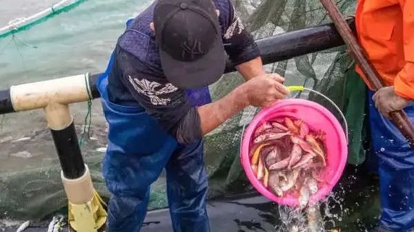 野生石斑魚很貴嗎_石斑魚野生_野生石斑魚