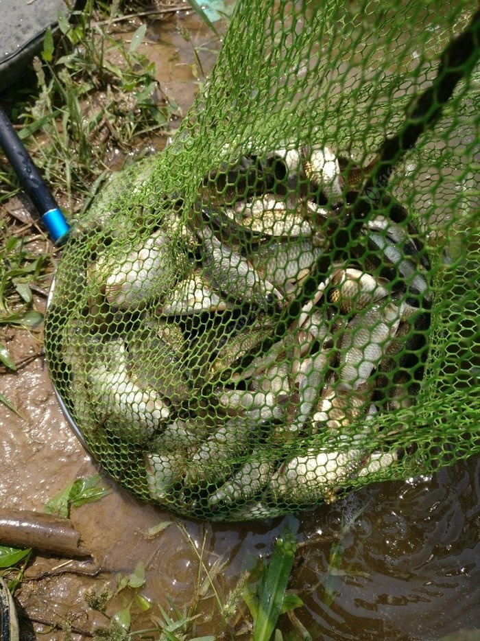 野戰藍鯽怎么搭配_野戰藍鯽最佳配方_野戰藍鯽