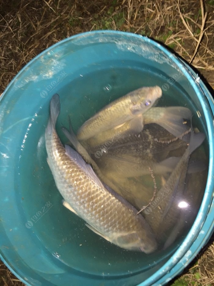 野戰藍鯽_野戰藍鯽最佳配方_野戰藍鯽怎么搭配