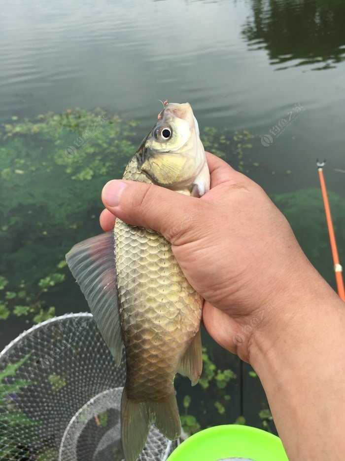 武漢天元魚餌_武漢天元魚餌有限公司_武漢天元魚餌真假辨別