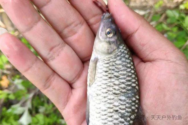 武漢天元魚餌_武漢天元魚餌真假辨別_武漢天元魚餌有限公司