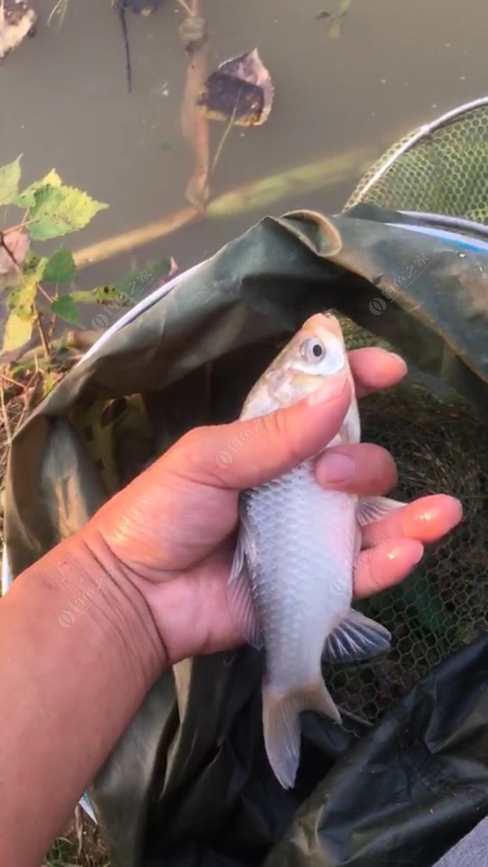 武漢天元魚餌_武漢天元魚餌真假辨別_武漢天元魚餌有限公司