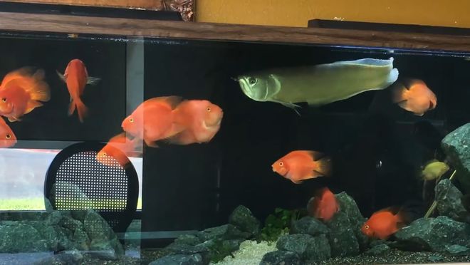 銀龍吃魚會卡死嗎_銀龍魚吃死魚嗎_銀龍魚吃什么