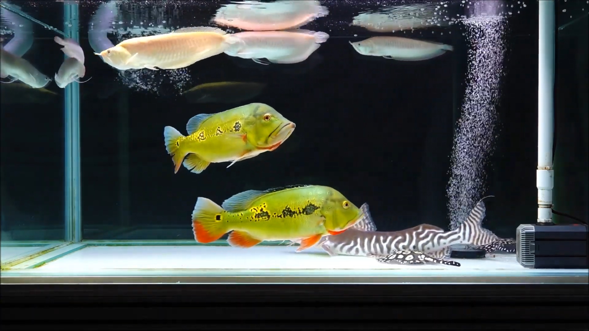 銀龍吃魚會卡死嗎_銀龍魚吃死魚嗎_銀龍魚吃什么