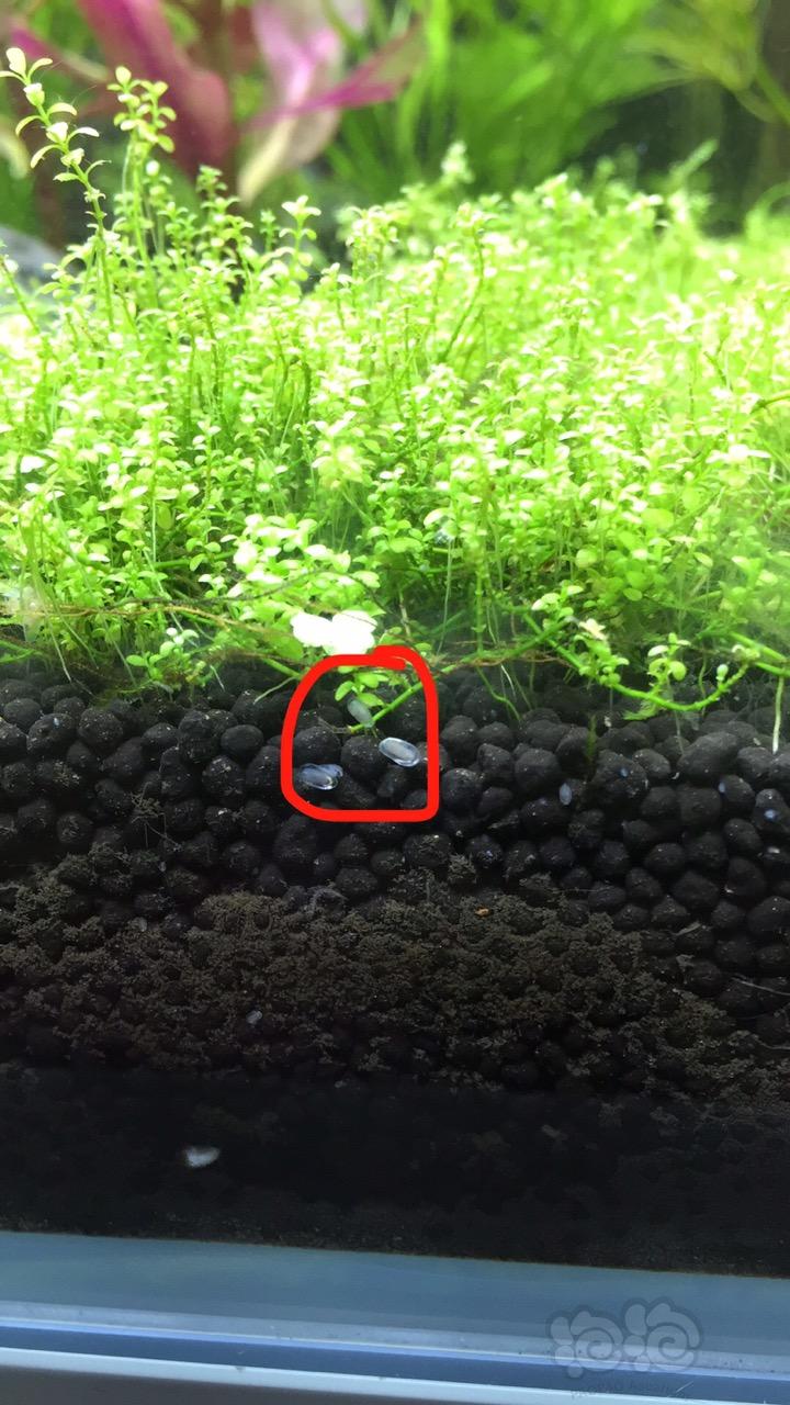 淡水魚圖片大全大圖稀有_淡水石斑魚圖片_淡水魚圖片名稱