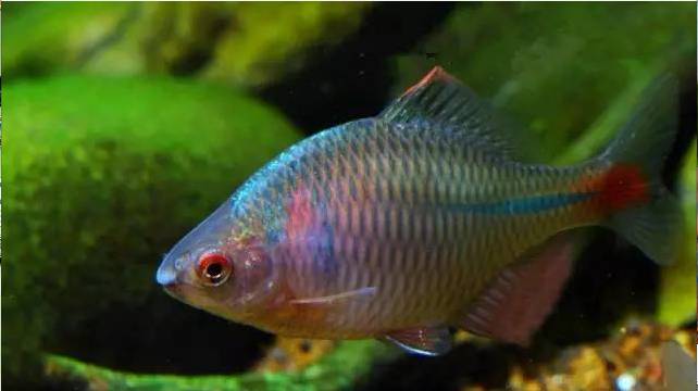 淡水魚圖片大全大圖稀有_淡水魚圖片名稱_淡水石斑魚圖片