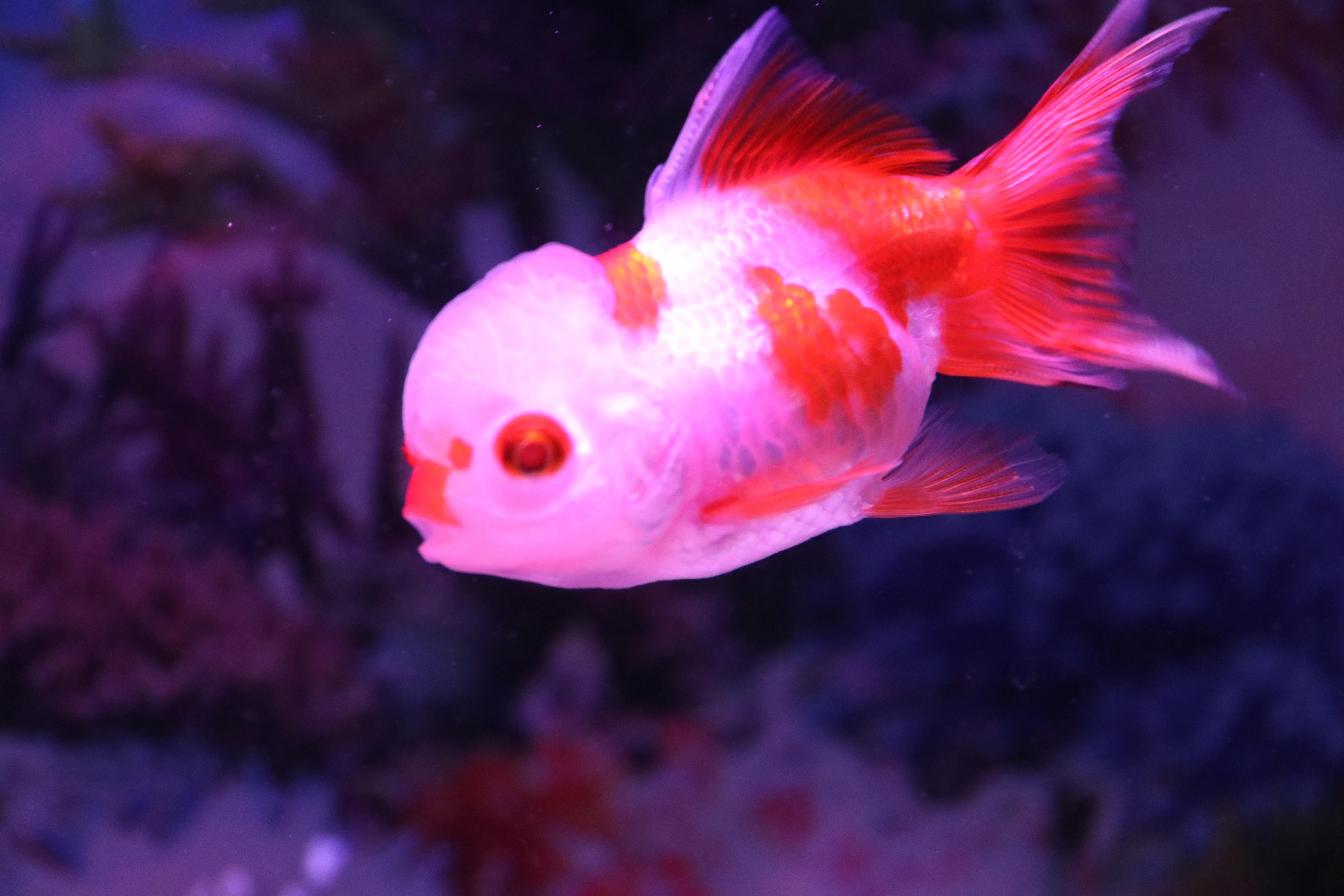 混養鸚鵡魚最佳搭配_混養鸚鵡魚產卵怎么辦_鸚鵡魚混養