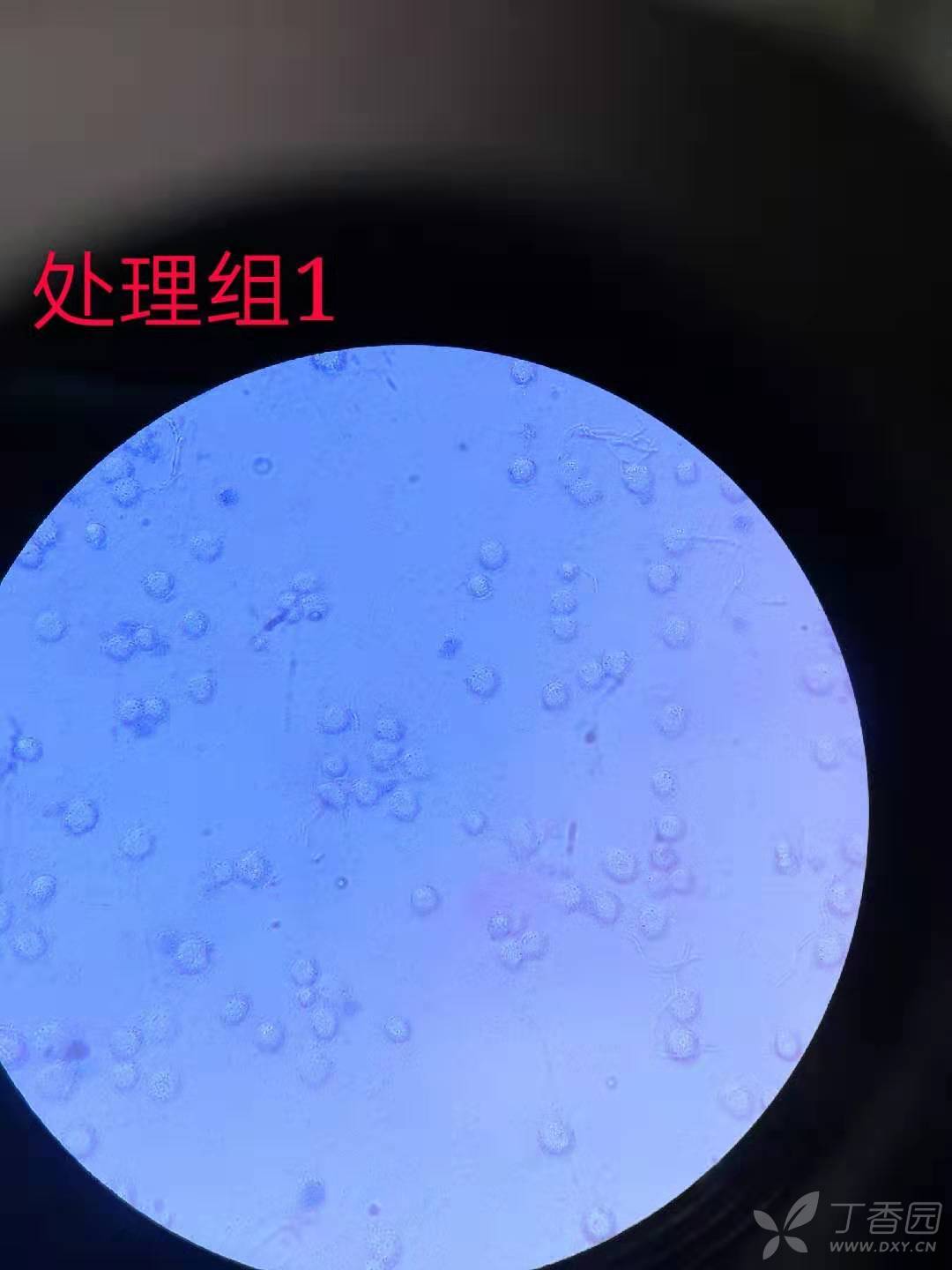 熒光斑馬魚是染色的嗎_熒光斑馬魚圖片_熒光斑馬魚