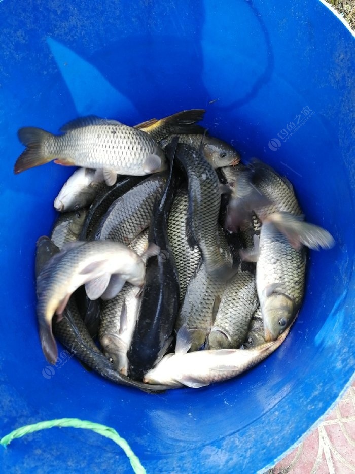 釣秋季鯉魚餌料配方_秋季野釣鯉魚餌料_秋季釣鯉魚餌料