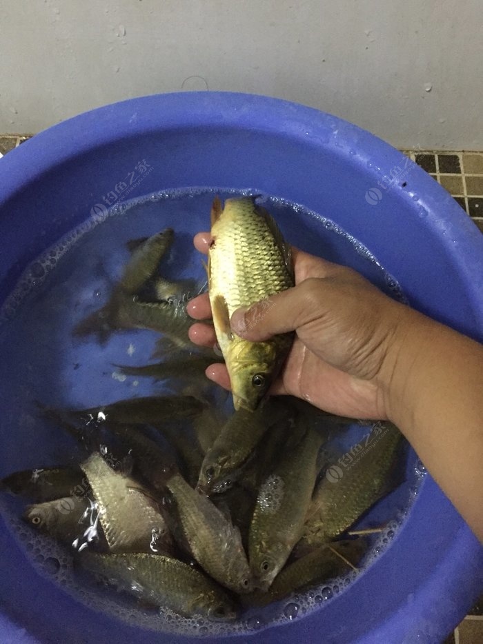 秋季釣鯉魚餌料_秋季野釣鯉魚餌料_釣秋季鯉魚餌料配方