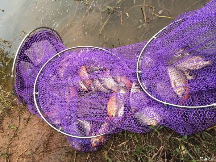 鯉魚深秋可以釣到幾月份_深秋怎樣釣鯉魚_深秋垂釣鯉魚