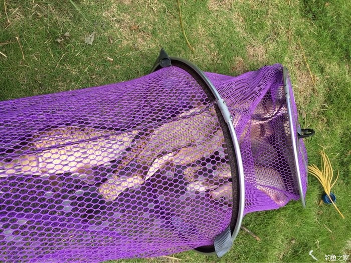 深秋怎樣釣鯉魚_鯉魚深秋可以釣到幾月份_深秋垂釣鯉魚
