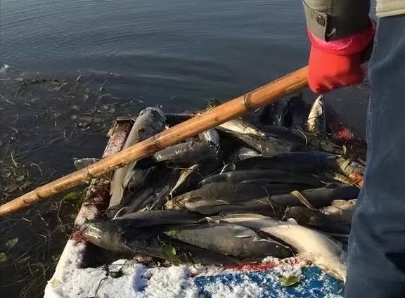 桂花魚有什么用_桂花魚桂花魚_桂花魚多少錢一斤
