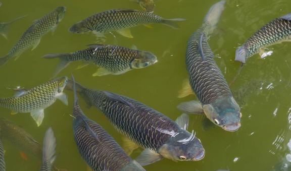 魚鉤型號對應魚_魚鉤型號_各種型號魚鉤