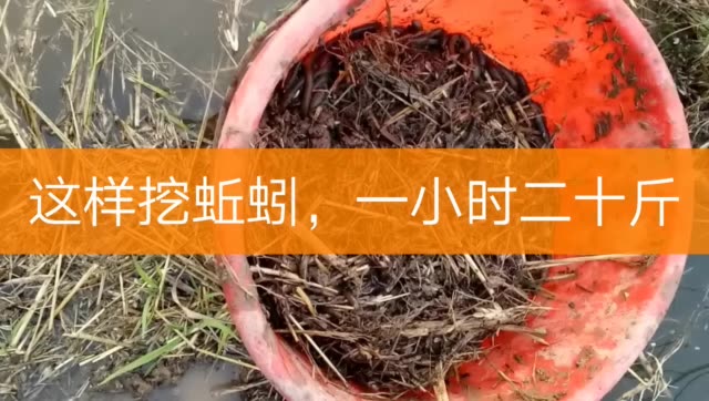 釣龍蝦餌料用多少克_釣龍蝦用什么餌料_釣龍蝦餌料用多大的鉤