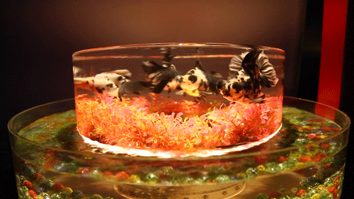 魚缸渾濁水過濾用泡沫塑料片_魚缸渾濁水對風水的影響_魚缸水渾濁