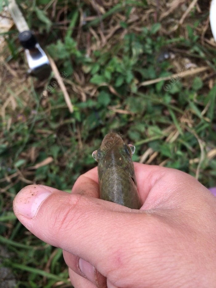 鯽魚拼音怎么拼寫聲調_拼音鯽魚的拼音_鯽魚的拼音