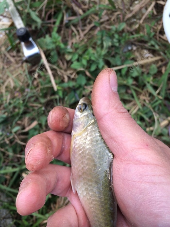 拼音鯽魚的拼音_鯽魚的拼音_鯽魚拼音怎么拼寫聲調