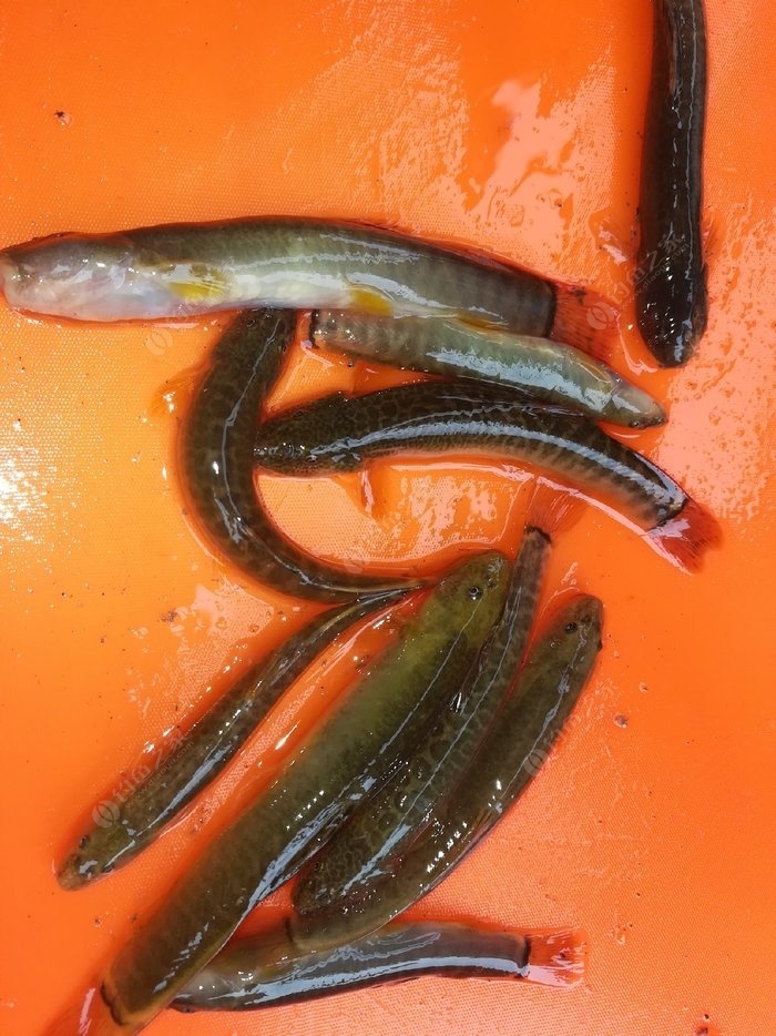 釣青魚是釣底還是釣浮_釣底浮青魚是什么意思_釣底浮青魚是什么魚