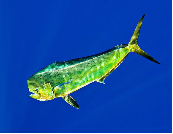 魚種類名字_史上最全魚類名稱大匯總_魚類名稱