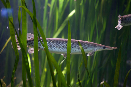 黔魚是什么魚_黔魚是吃垃圾的嗎_黔魚是吃什么的