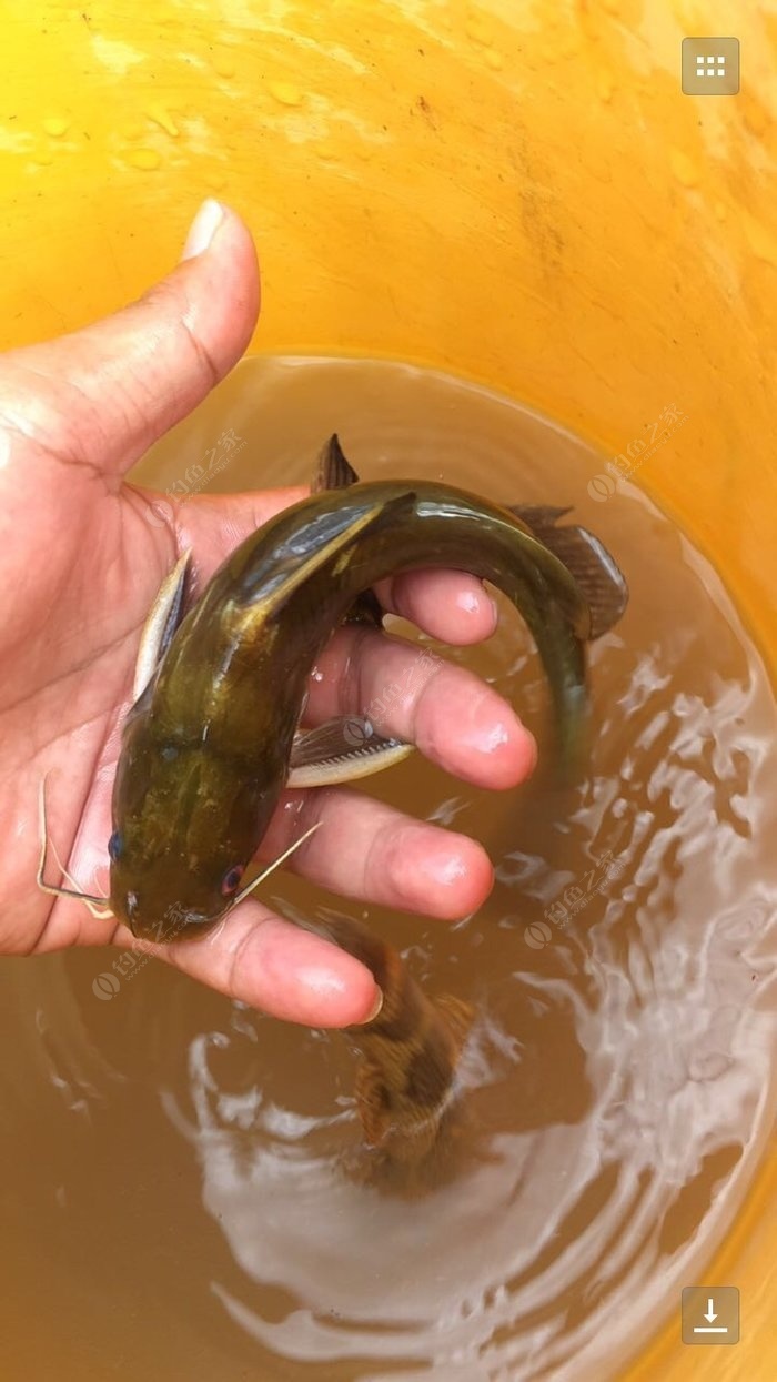 釣黃顙魚用什么餌_垂釣黃顙魚_釣黃顙魚絕招