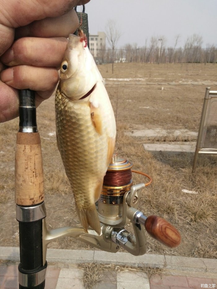 鯽魚窩料_釣魚窩料鯽魚_釣魚鯽魚窩料的絕密配方